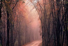 平博体育：逾30名俄罗斯泳手申请 以中立选手身份参加短池世锦赛.